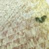 袋帯 ふくれ織 全通柄 美品 フォーマル用 正絹 箔 金糸 帯_画像4