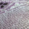 袋帯 ふくれ織 全通柄 美品 フォーマル用 正絹 箔 金糸 帯_画像5