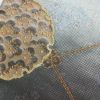 袋帯 六通柄 良品 フォーマル用 正絹 古典柄 箔 金糸 帯 紫・藤色_画像6